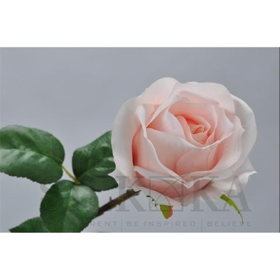 Růže broskvová 48 cm_0
