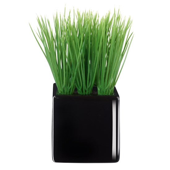 Travina velká v černém květináči_0