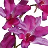Orchidej 60cm fialová (bez květináče)_0
