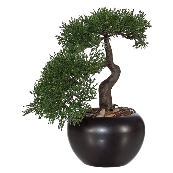 Bonsai ZEDER 25 cm (vč. květináče)_0