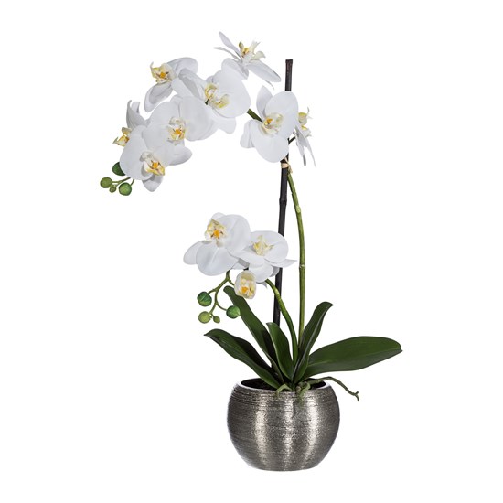 Orchidej Phalenopsis x2 60 cm bílá_0