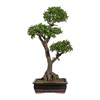 Bonsai Ficus 150 cm (vč.mísy)_1