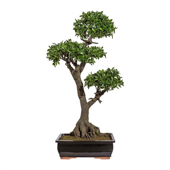 Bonsai Ficus 150 cm (vč.mísy)_1