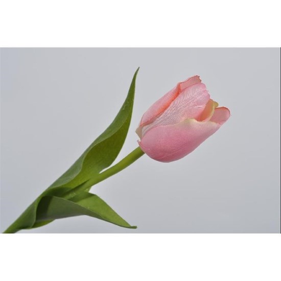 Tulipán růžová_0