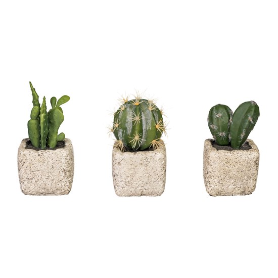 Kaktusy 14 cm 3 druhy (cena za ks)_0