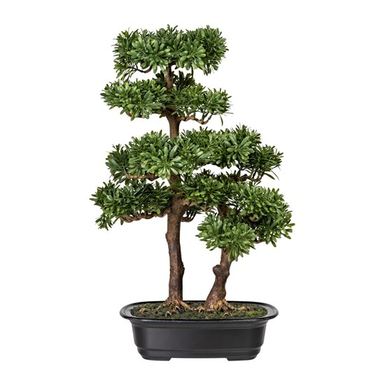Bonsai Podocarpus 45 cm (vč.květináče)_0
