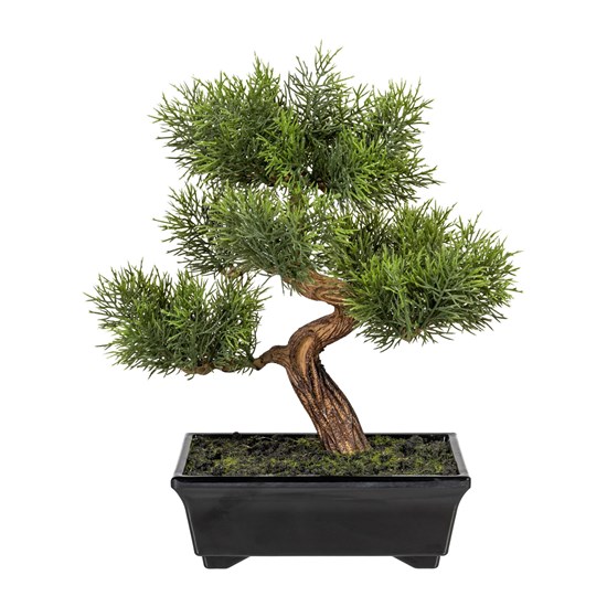Bonsai CEDR 30 cm (vč.květináče)_0