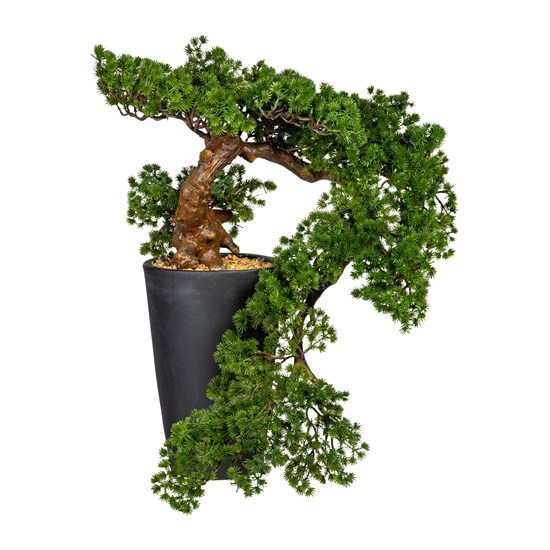 Bonsai Larch Han-Kengai 70 cm (vč.květin_0