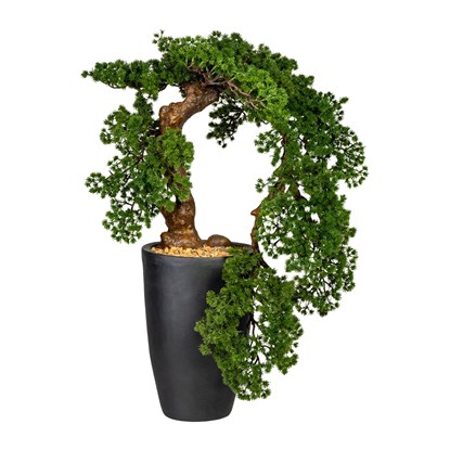 Bonsai Larch Han-Kengai 90 cm (vč.květin_0