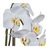 Orchidej Phalenopsis 43cm bílá_0