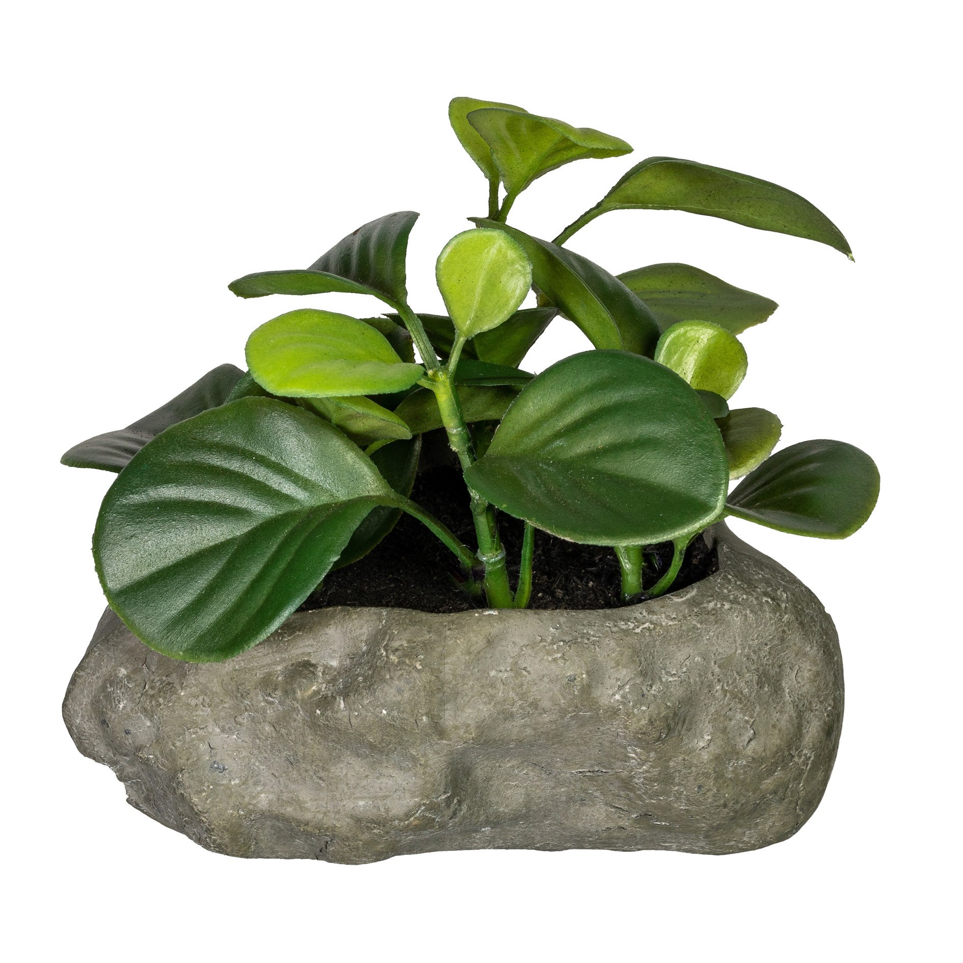 Sukulent 12-15cm 4 druhy (cena za ks)_0