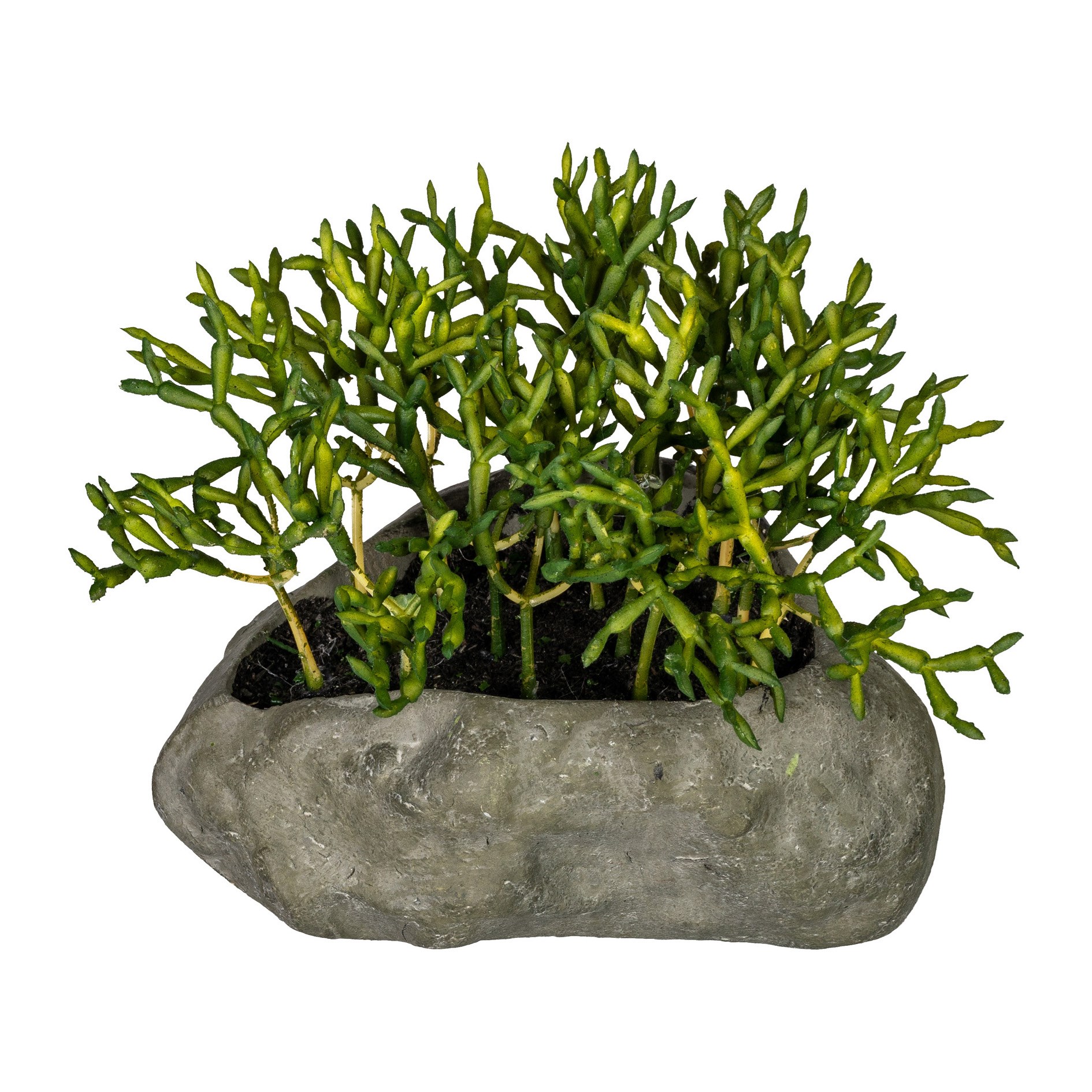 Sukulent 12-15cm 4 druhy (cena za ks)_1