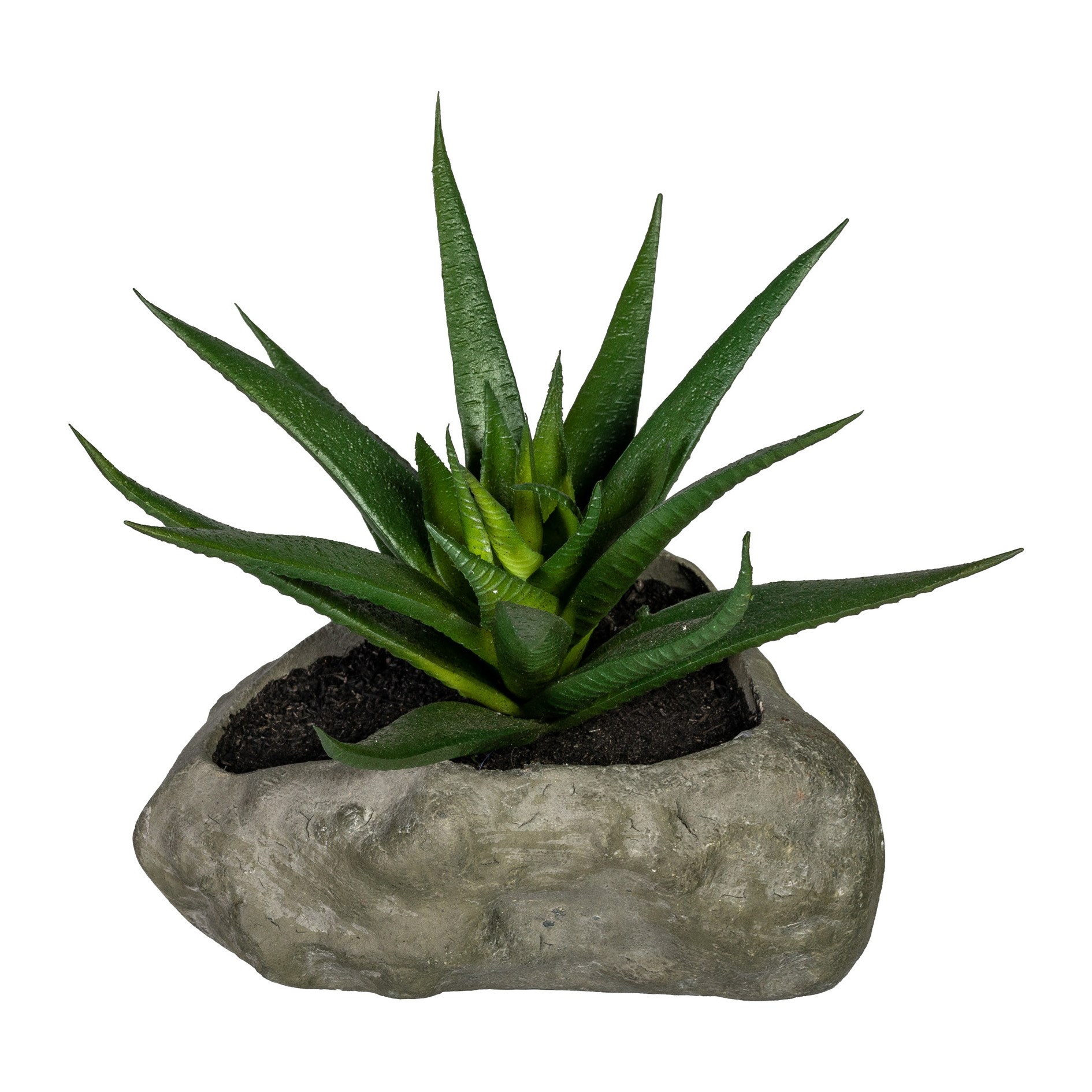 Sukulent 12-15cm 4 druhy (cena za ks)_2