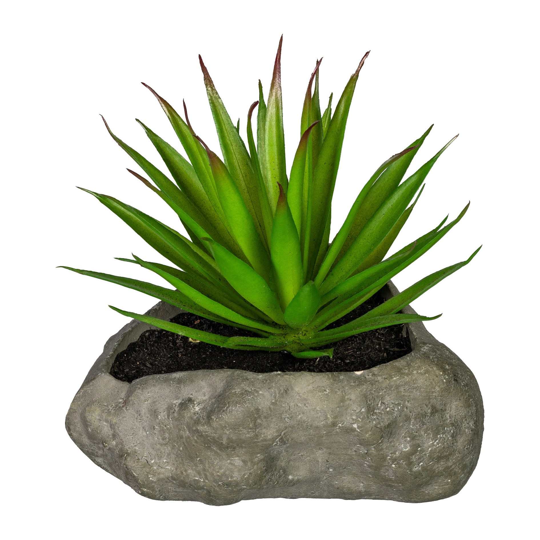 Sukulent 12-15cm 4 druhy (cena za ks)_3