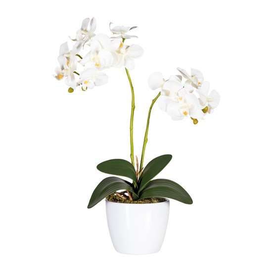 Phalaenopsis 50 cm (vč.keramické mísy)_0