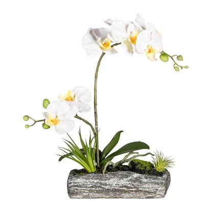 Phalaenopsis 40 cm (vč.polyresin.misky)_0
