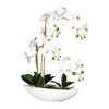 Phalaenopsis x4, ca 60cm weiss,im Keramikschiff 37x11x_1