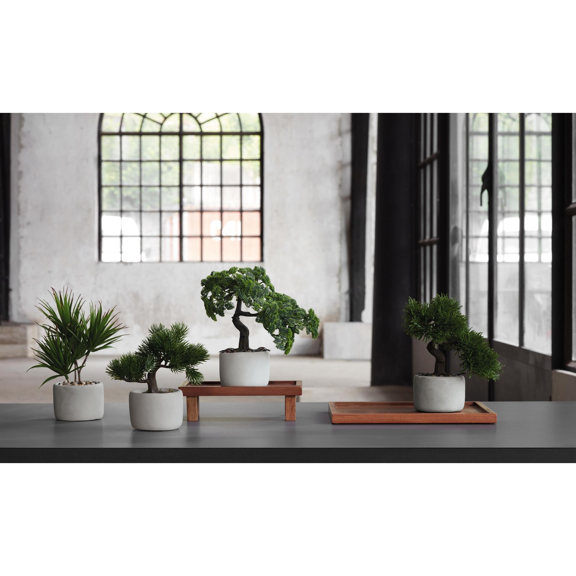 Bonsai BOROVICE (vč. květináče)_0