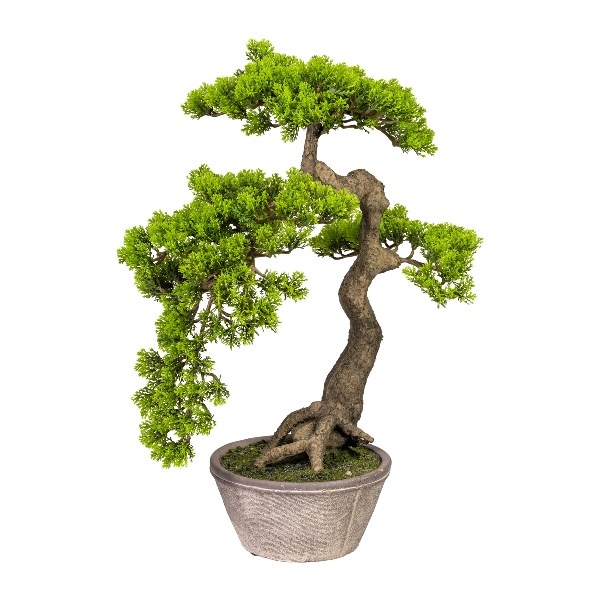 Bonsai Ceda Han-Kengai v květináči 52 cm_0