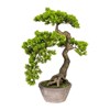 Bonsai Ceda Han-Kengai v květináči 52 cm_0