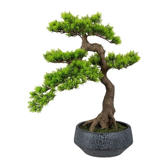 Bonsai Ceda Han-Kengai v květináči 52 cm_1