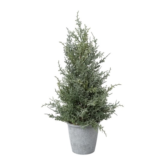 Jalovec v květináči 55 cm omrzlý_0