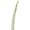Umělá květina FOXTAIL V.73cm bílá_1